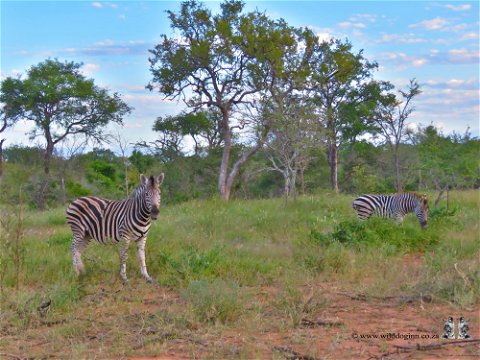 Zebra at wild dog inn Hoedspruit