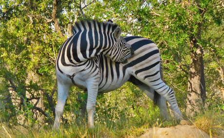 Zebra wild dog inn Zebra wild dog inn