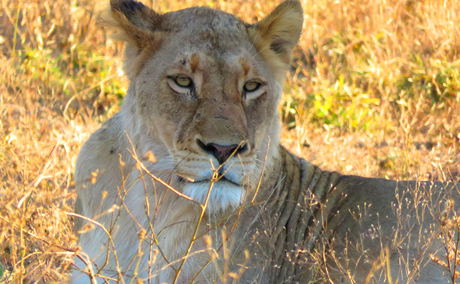wild dog guest lodge Hoedspruit Kruger Park wild dog guest lodge Hoedspruit Kruger Park