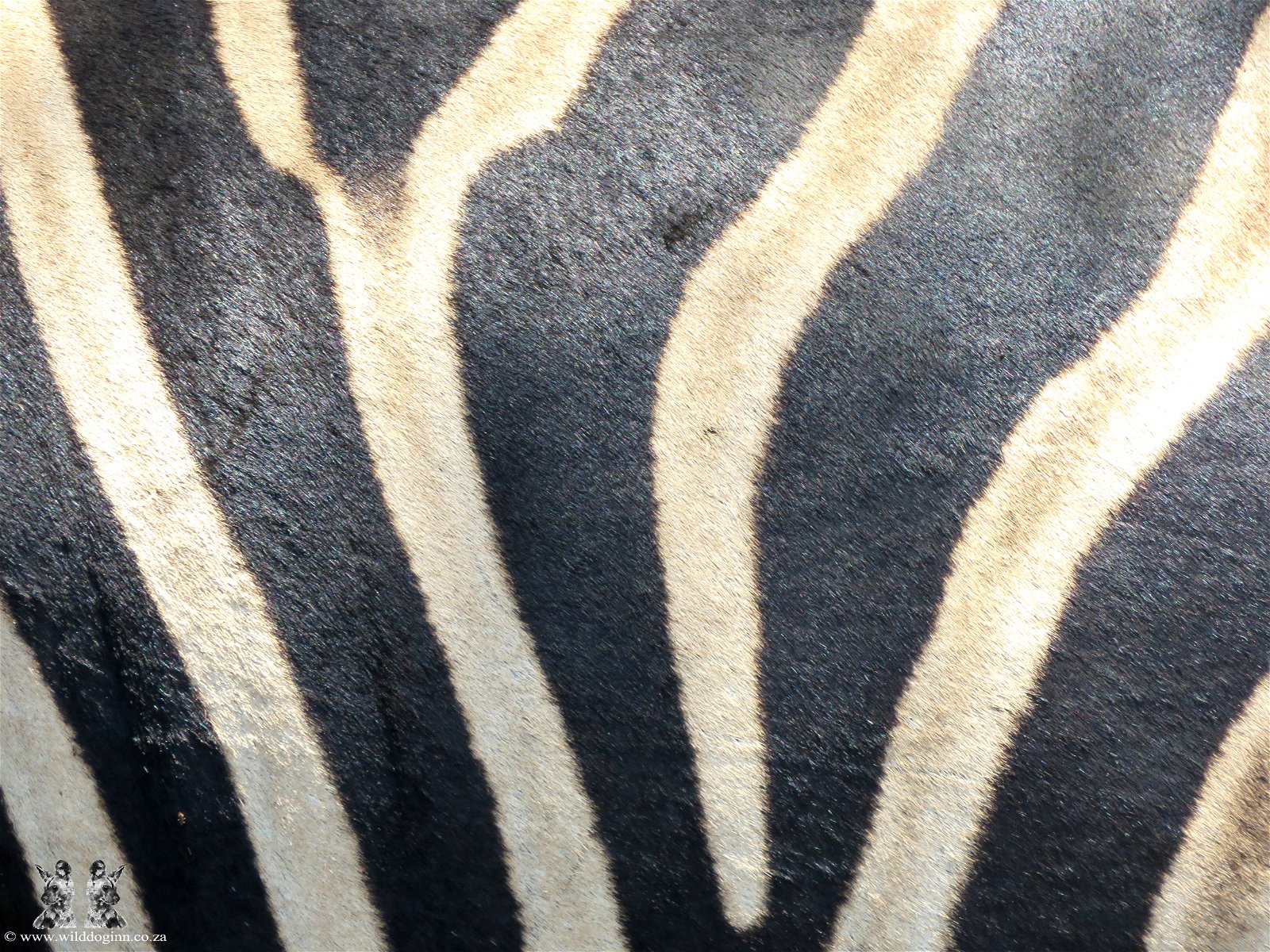 Wild Dog Inn Zebra
