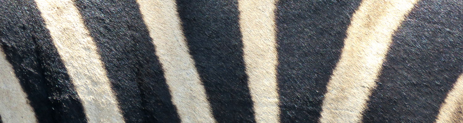 Wild Dog Inn Zebra