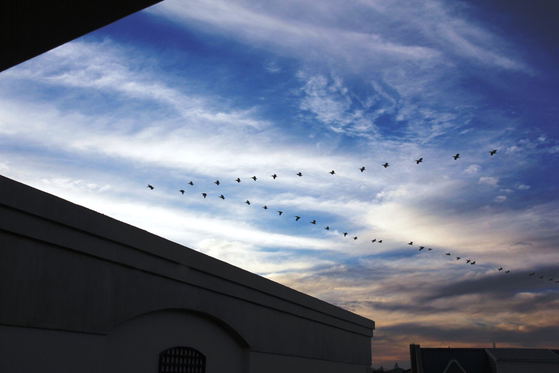 Pelicans flying in formation past Casa Mia Guesthouse