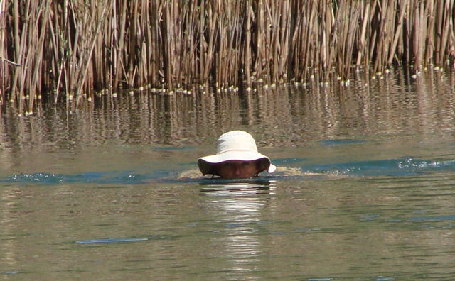 Wild Swimming