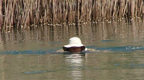 Wild Swimming