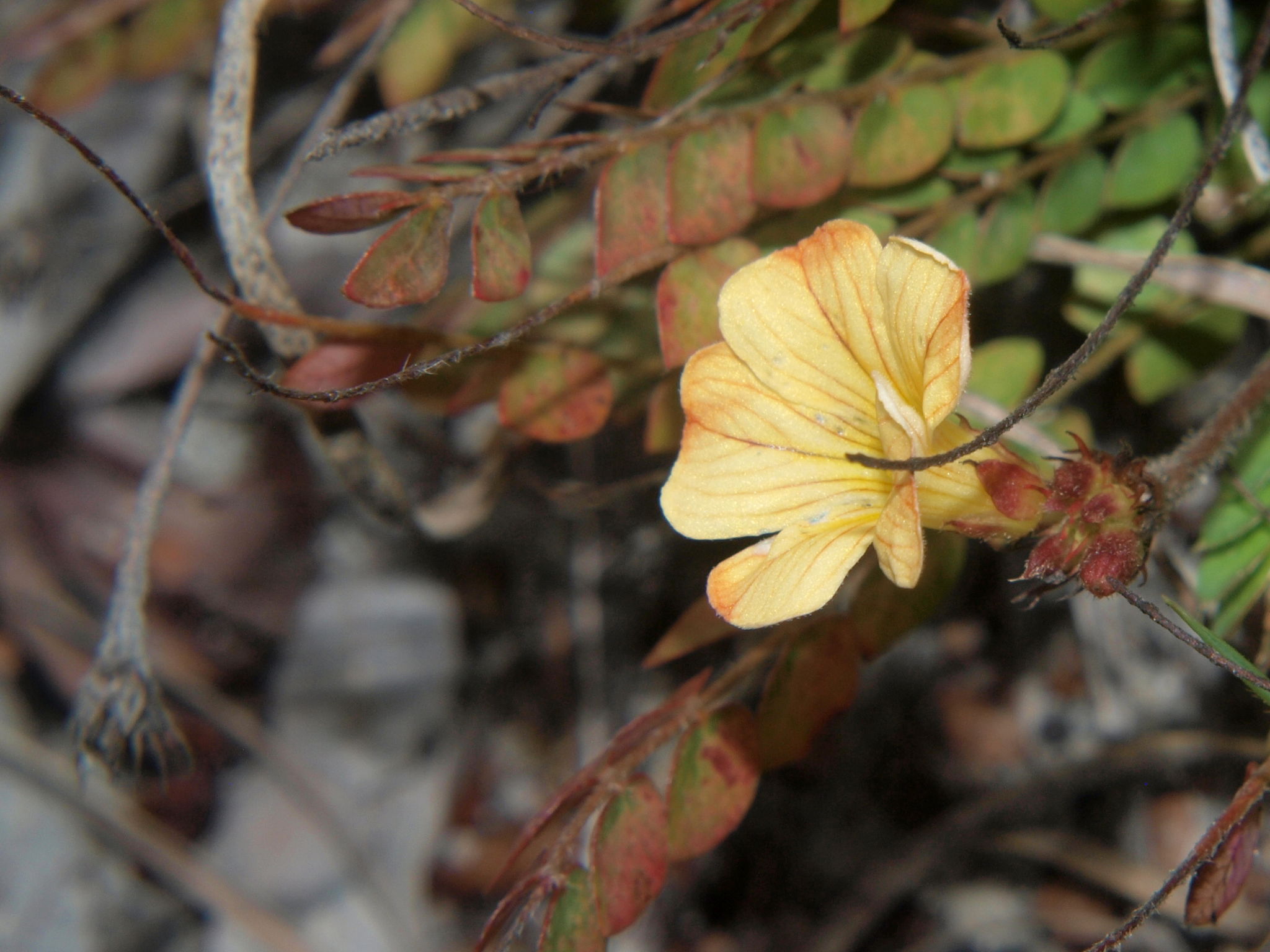 Biophytum chrysipes, Mutinondo Wilderness, Miombo, Woodland, Wildflower, Botany