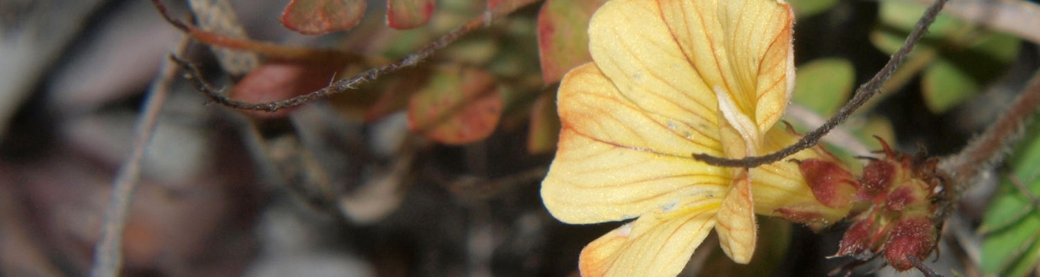 Biophytum chrysipes, Mutinondo Wilderness, Miombo, Woodland, Wildflower, Botany