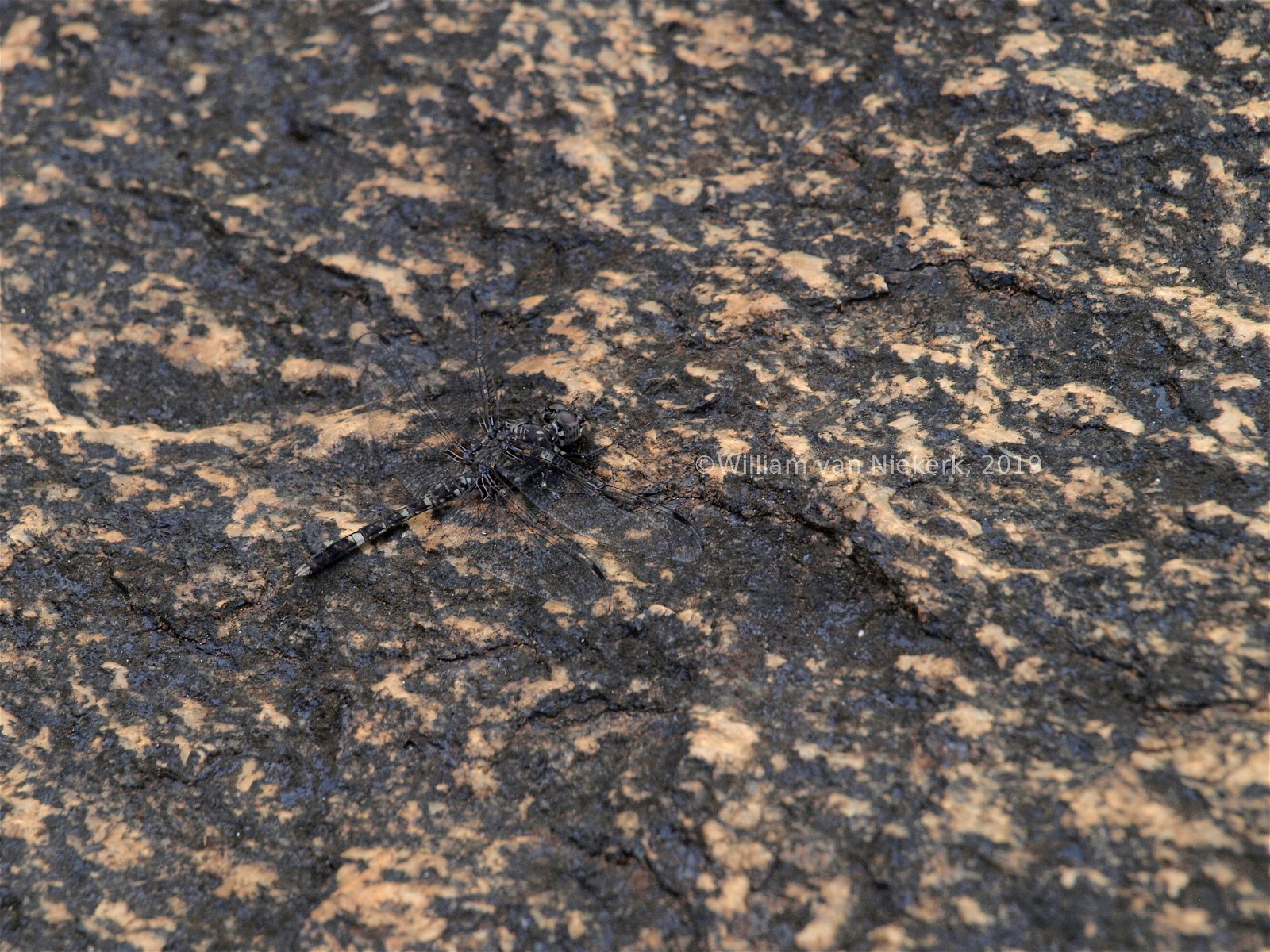 A brown rockdweller, Bradinopyga cornuta, at Mutinondo, Zambia