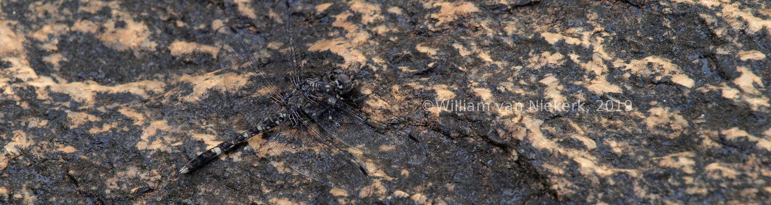 A brown rockdweller, Bradinopyga cornuta, at Mutinondo, Zambia