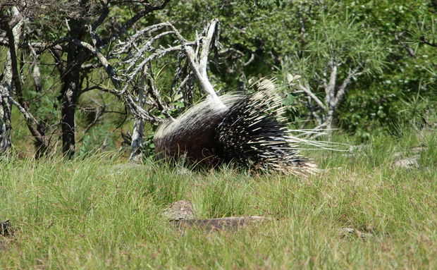 Cape Porcupine, Mutinonodo, Hystrix, africaeaustralis, Wilderness, Caterpillar, Inselberg, Zambia, Wildlife