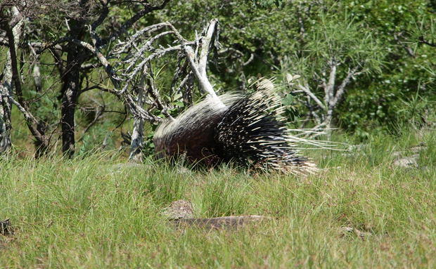 Cape Porcupine, Mutinonodo, Hystrix, africaeaustralis, Wilderness, Caterpillar, Inselberg, Zambia, Wildlife Cape Porcupine, Mutinonodo, Hystrix, africaeaustralis, Wilderness, Caterpillar, Inselberg, Zambia, Wildlife