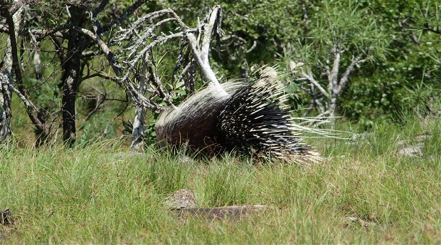 Cape Porcupine, Mutinonodo, Hystrix, africaeaustralis, Wilderness, Caterpillar, Inselberg, Zambia, Wildlife