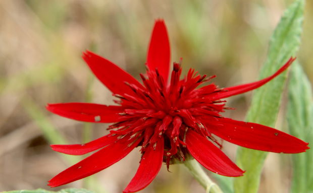 Erythrocephalum longifolia, Mutinondo, Wilderness, Miombo, Botany, Wildflower, Nature, Beauty, Red