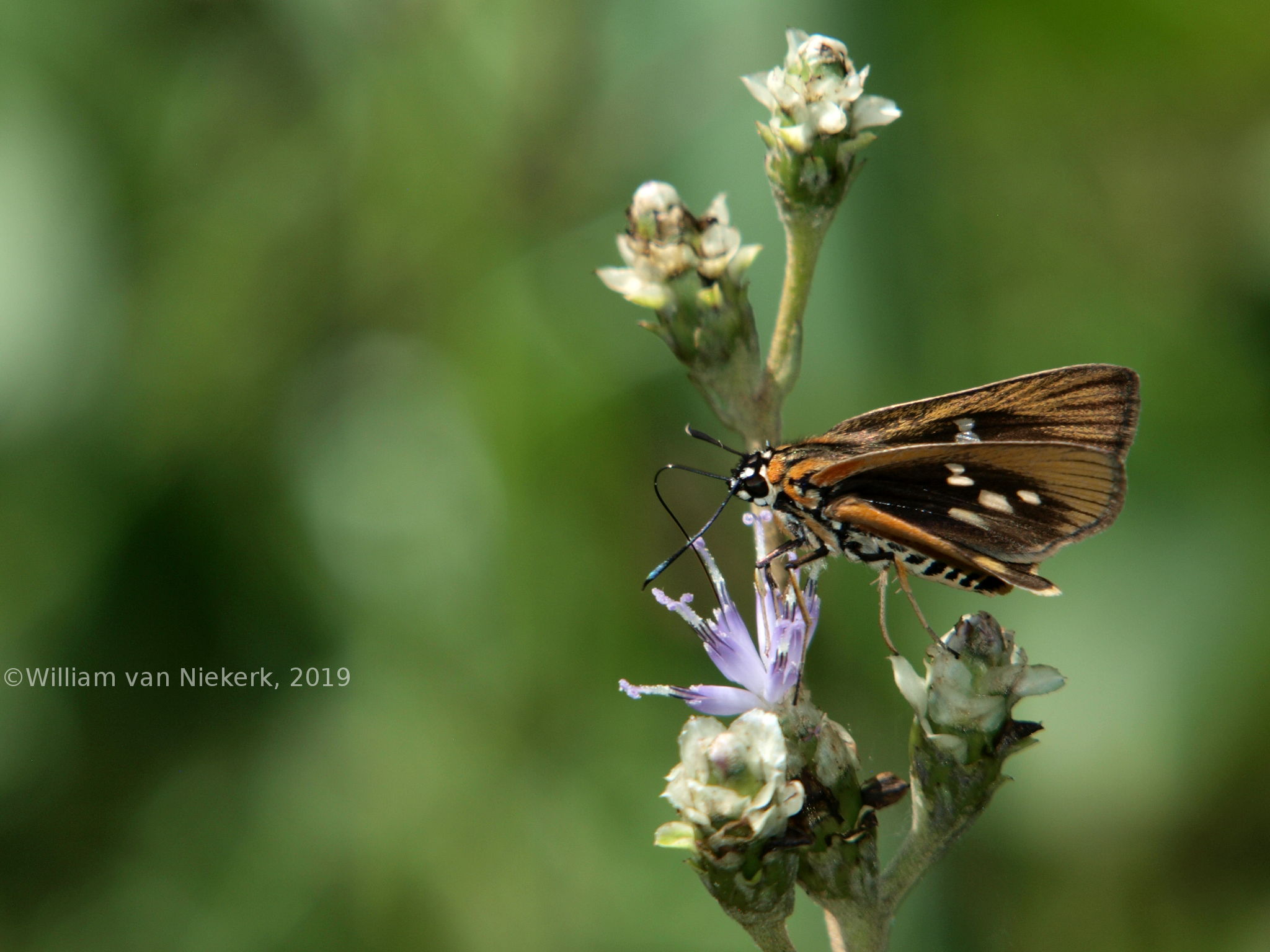 Fresna nyassae, Acraea skipper, butterfly, wildlife, Mutinondo, Lepidoptera, Miombo
