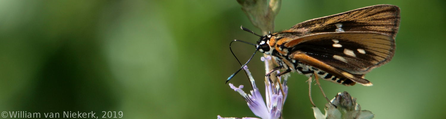Fresna nyassae, Acraea skipper, butterfly, wildlife, Mutinondo, Lepidoptera, Miombo