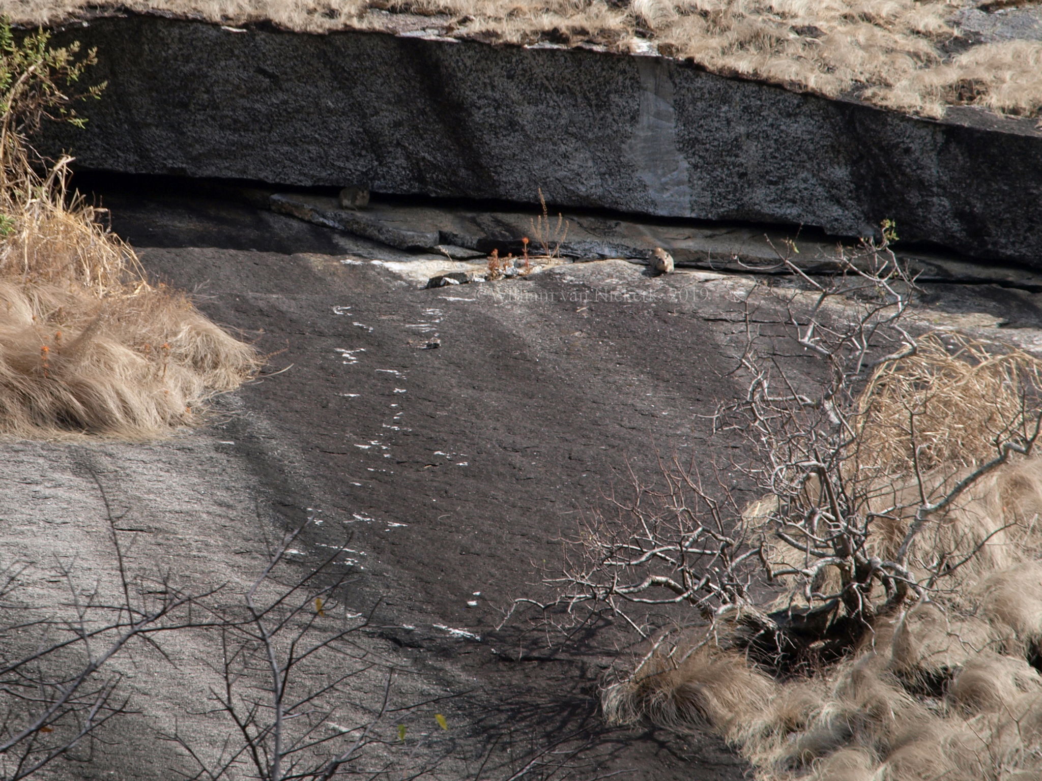Can you see them? Yellowspot Hyrax (Heterohyrax brucei) make their home in the crevices created by the onion-skin erosion of Kankonde Inselberg at Mutinondo Wilderness, Zambia