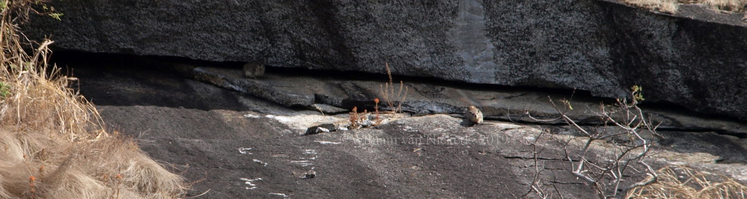 Can you see them? Yellowspot Hyrax (Heterohyrax brucei) make their home in the crevices created by the onion-skin erosion of Kankonde Inselberg at Mutinondo Wilderness, Zambia