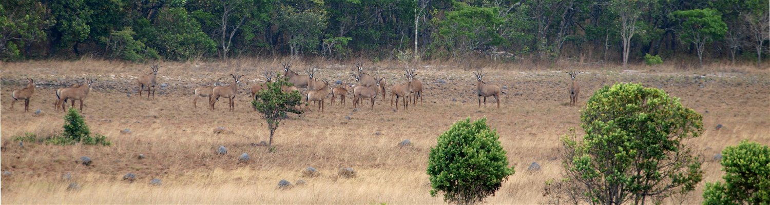 Roan Antelope, Zambia, Mutinondo Wilderness, Wildlife, Mammals, Walking, Hiking 