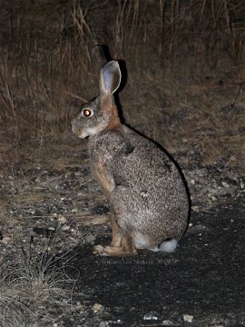 Scrub Hare, Lepus victoriae, at Mutinondo Wilderness in Zambia