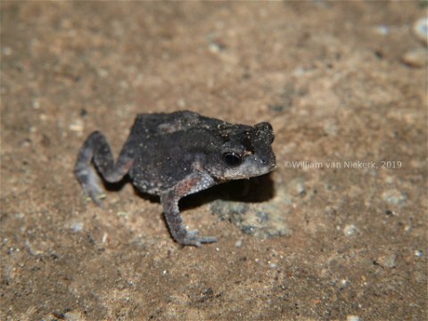 A dark-bellied pygmy toad, Mertensophryne melanopleura, at Mutinondo, Zambia