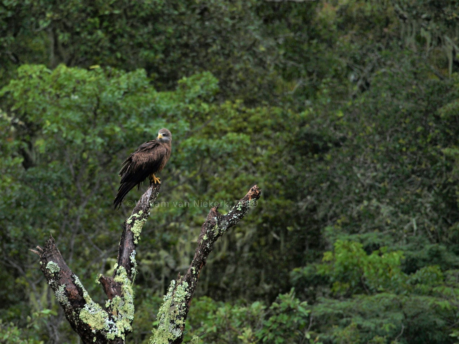 Milvus migrans, subspecies aegyptius, the yellow-billed kite, at Mutinondo Wildnerness, Zambia. 