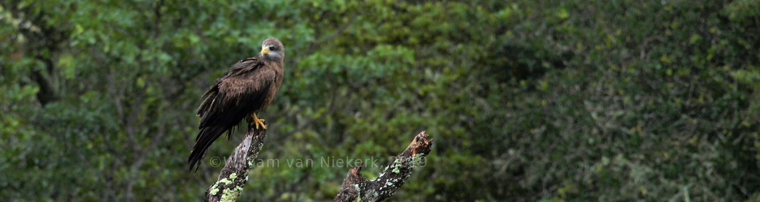 Milvus migrans, subspecies aegyptius, the yellow-billed kite, at Mutinondo Wildnerness, Zambia. 