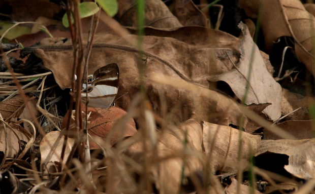 Riodinidae, Abisara, rogersi, Mutinondo, Butterfly, Rare, Wilderness, Zambia