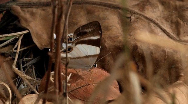 Riodinidae, Abisara, rogersi, Mutinondo, Butterfly, Rare, Wilderness, Zambia