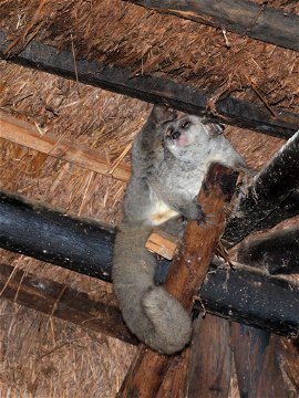 Unexpected Dinner Guest! A greater or thicktailed bushbaby, Otolemur crassicaudatus, in the restaurant at Mutinondo Wilderness in Zambia