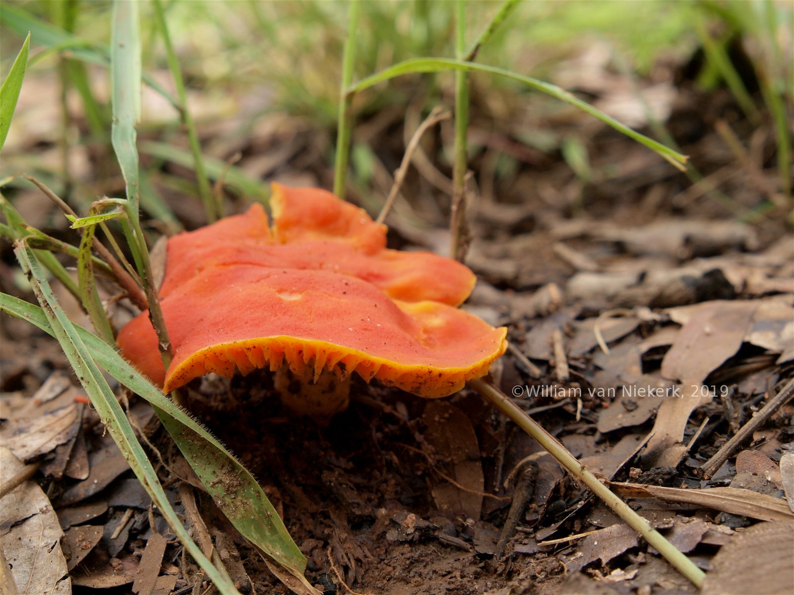 Wild Mushroom, Zambia, Mutinondo Wilderness, Fungi
