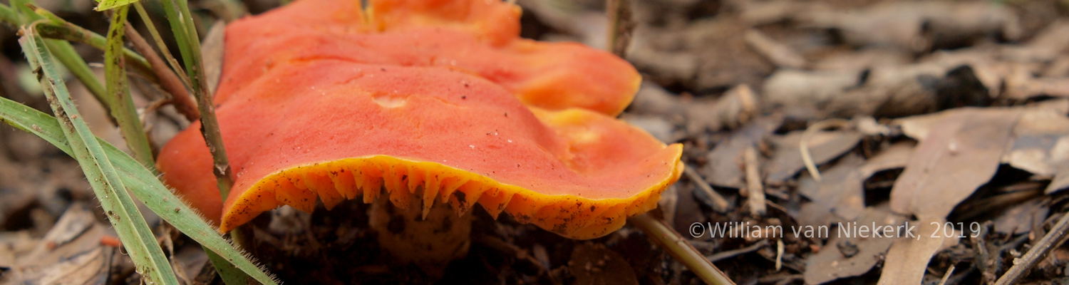 Wild Mushroom, Zambia, Mutinondo Wilderness, Fungi