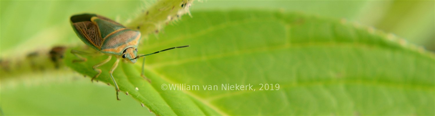 Parantestia angusticollis, a colourful shield bug, at Mutinondo