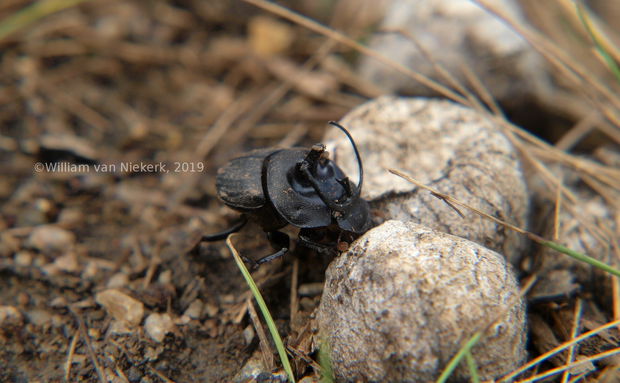 Proagoderus panoplus, tricorn beetle, dung beetle, Mutinondo, Zambia, Wildlife, Insects