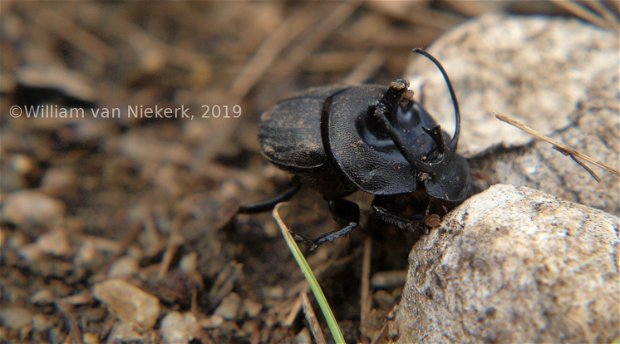 Proagoderus panoplus, tricorn beetle, dung beetle, Mutinondo, Zambia, Wildlife, Insects