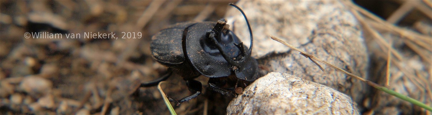 Proagoderus panoplus, tricorn beetle, dung beetle, Mutinondo, Zambia, Wildlife, Insects
