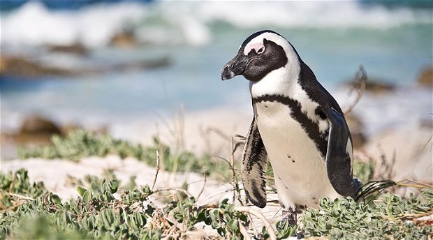 African penguin