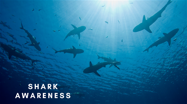 Shark and Ray Awareness Day is Every Day, Blog, Nature