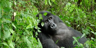 Gorilla Tracking