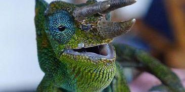 Chameleon Tracking