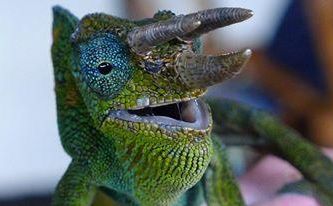 Chameleon Tracking