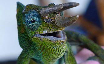 Chameleon Tracking Chameleon Tracking