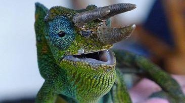 Chameleon Tracking Chameleon Tracking