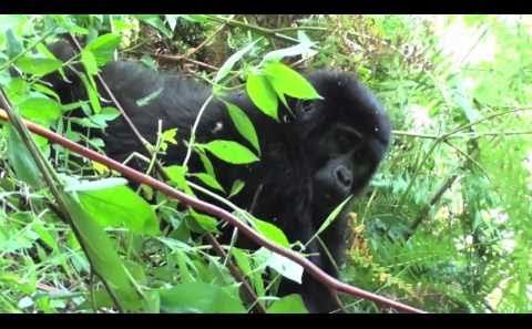 Gorilla Tracking