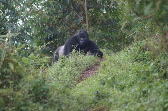 Gorilla Tracking