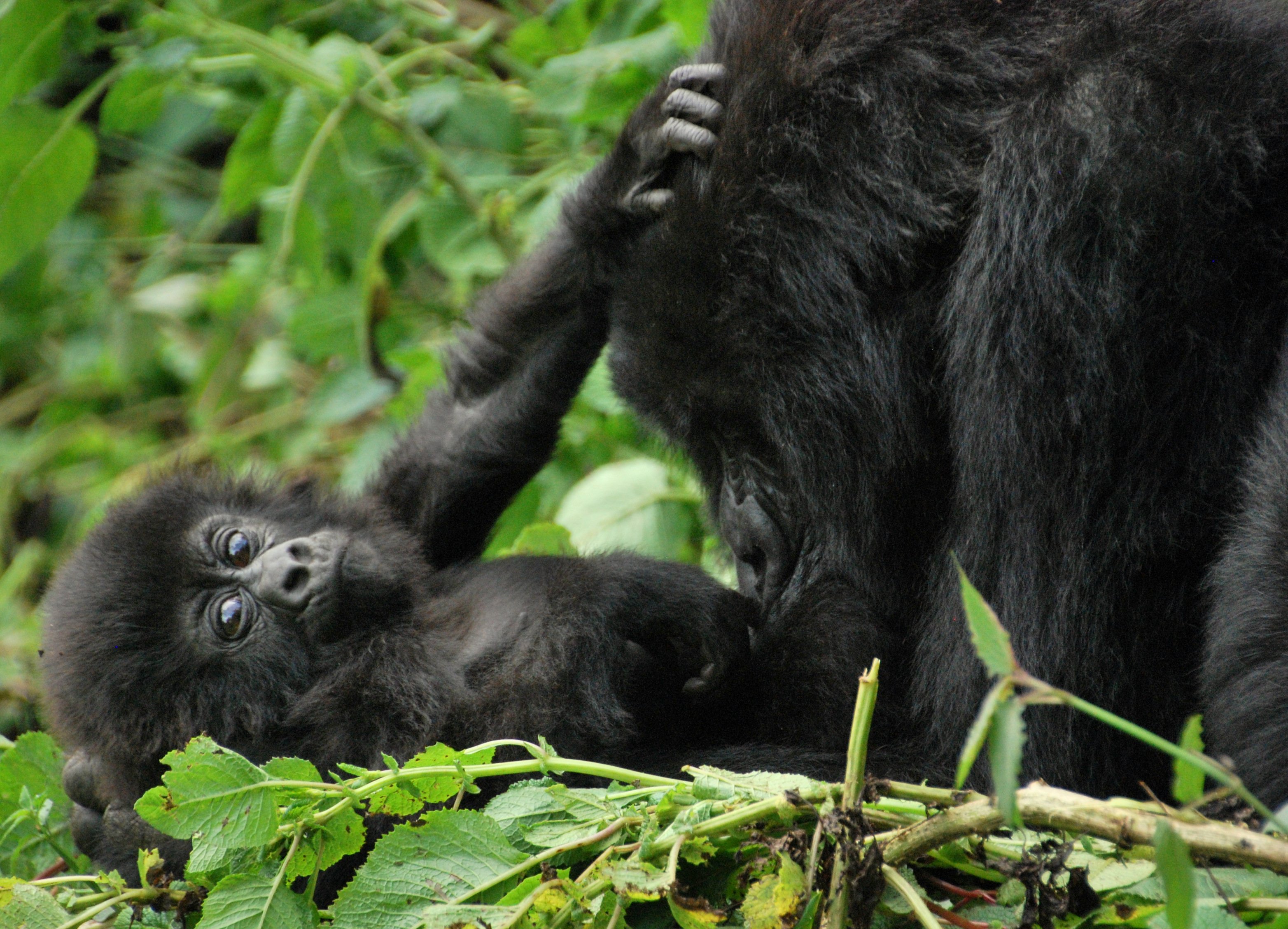 Your Base for Gorilla Trekking in Uganda