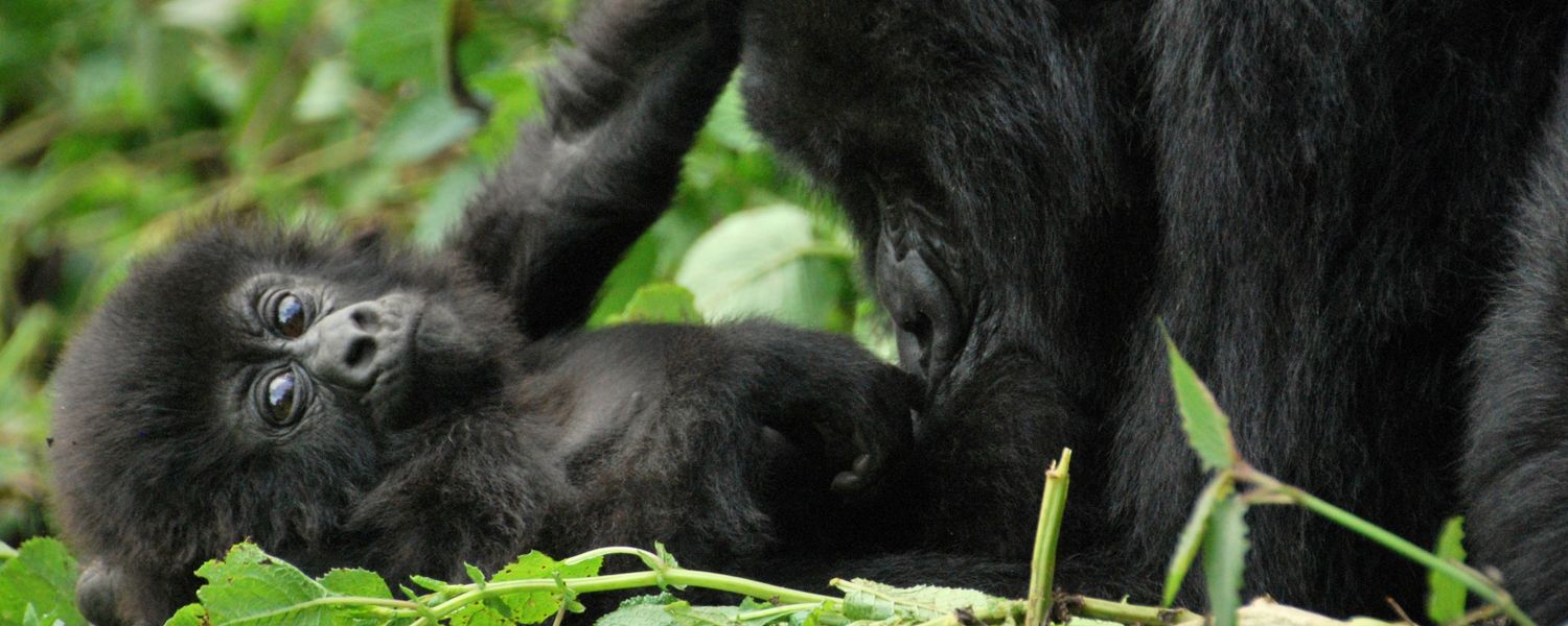 Your Base for Gorilla Trekking in Uganda