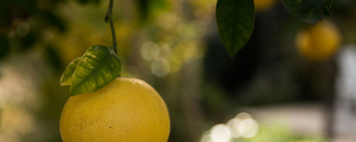 Dried Fruit in Montagu | In Abundance Guest House