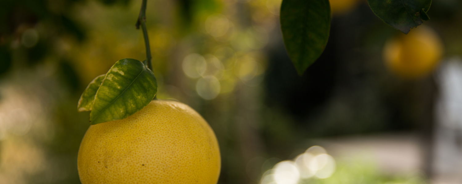 Dried Fruit in Montagu | In Abundance Guest House