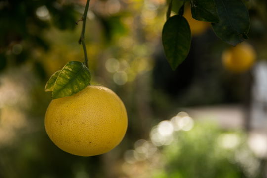 Dried Fruit in Montagu | In Abundance Guest House