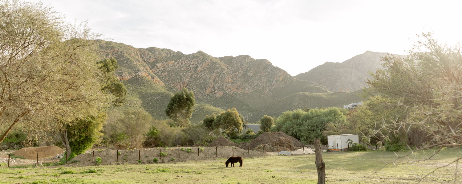 In abundance, surroundings, moutains