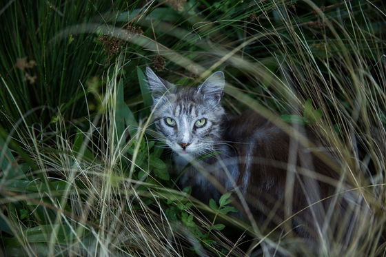 Bolla our friendly pet